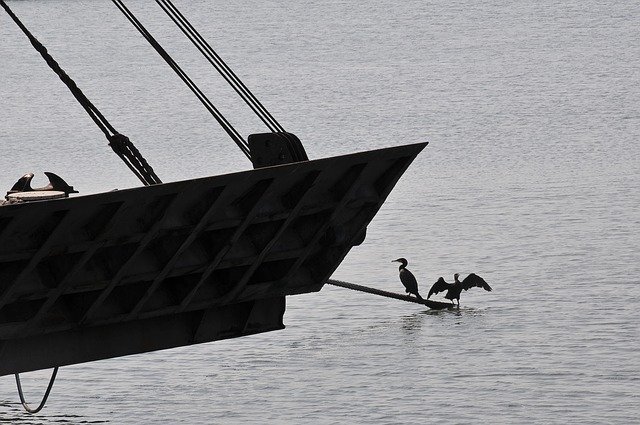Free download Sea Birds Water -  free photo or picture to be edited with GIMP online image editor