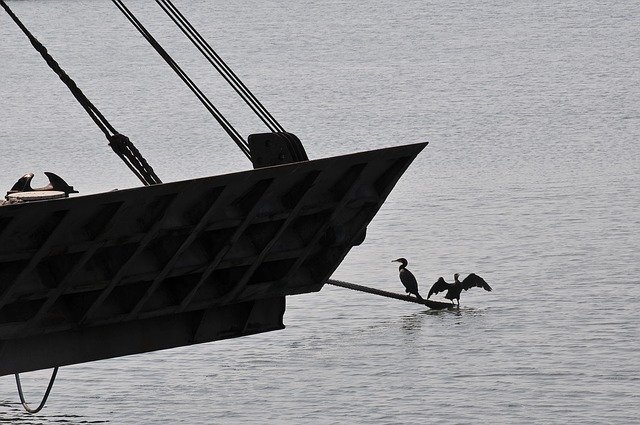 Скачать бесплатно Sea Birds Water - бесплатное фото или изображение для редактирования с помощью онлайн-редактора изображений GIMP