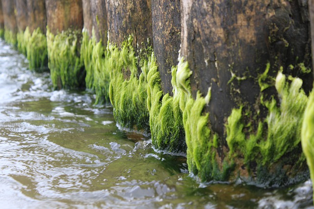 Free download sea breakwater green algae water free picture to be edited with GIMP free online image editor