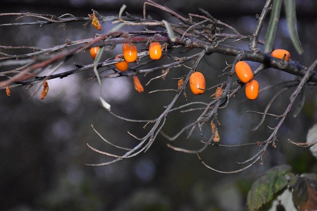 Template Photo Sea-Buckthorn Branch Nature -  for OffiDocs
