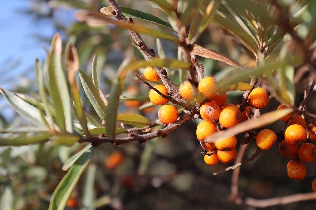 Free download Sea Buckthorn Island Spiekeroog -  free photo or picture to be edited with GIMP online image editor