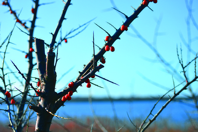 Free picture Sea Buckthorn Water Branches -  to be edited by GIMP free image editor by OffiDocs