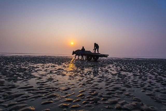 Sea Cattle Car Beach Gold 무료 다운로드 - 무료 사진 또는 GIMP 온라인 이미지 편집기로 편집할 수 있는 사진