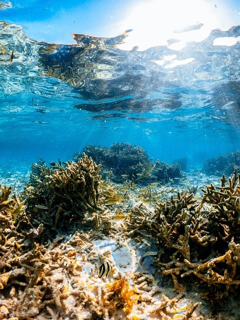 Téléchargement gratuit de l'image gratuite sous l'eau de poisson de récif de corail de mer à éditer avec l'éditeur d'images en ligne gratuit GIMP