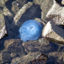 Sea Creatures  screen for extension Chrome web store in OffiDocs Chromium