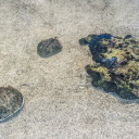 Sea creatures on the sandy shore  screen for extension Chrome web store in OffiDocs Chromium