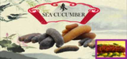 Free download Sea Cucumber Banner free photo or picture to be edited with GIMP online image editor