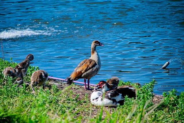 Free download sea duck family lake birds water free picture to be edited with GIMP free online image editor
