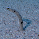 Sea Eel  screen for extension Chrome web store in OffiDocs Chromium