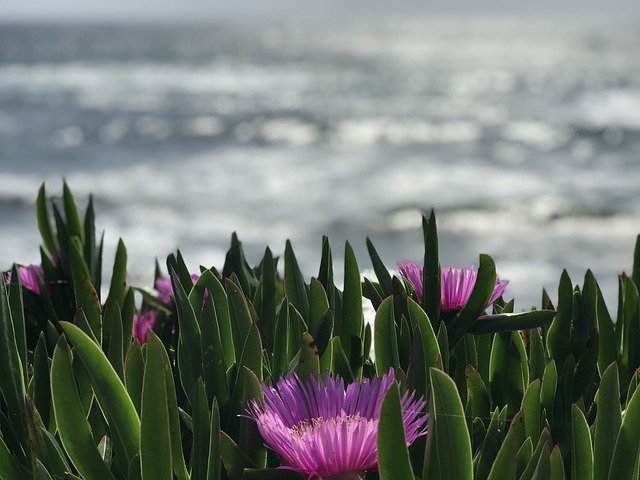 Téléchargement gratuit de Lumière de Fleur de Mer - photo ou image gratuite à modifier avec l'éditeur d'images en ligne GIMP