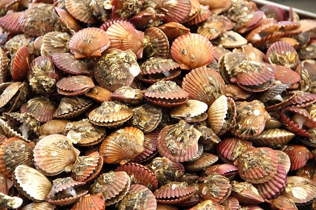 Gratis download Seafood Shell - gratis gratis foto of afbeelding om te bewerken met GIMP online afbeeldingseditor