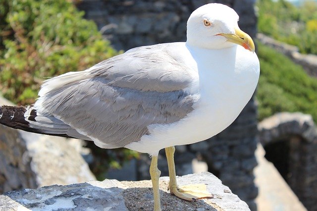 Free download Seagull Animal Bird free photo template to be edited with GIMP online image editor