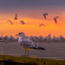 Seagull at Dusk  screen for extension Chrome web store in OffiDocs Chromium