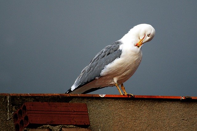 Scarica gratuitamente Seagull Ave Plumage: foto o immagine gratuita da modificare con l'editor di immagini online GIMP