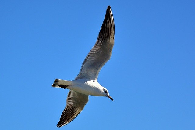 Free download Seagull Baltic Sea Maritime -  free photo or picture to be edited with GIMP online image editor