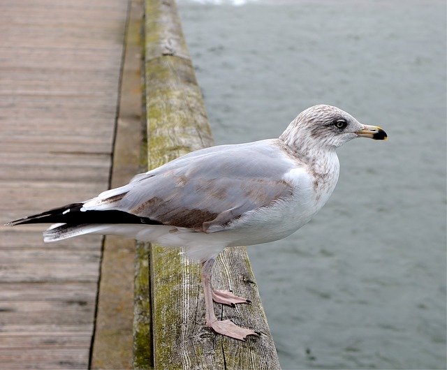 تنزيل Seagull Baltic Sea Maritime Water مجانًا - صورة مجانية أو صورة ليتم تحريرها باستخدام محرر الصور عبر الإنترنت GIMP