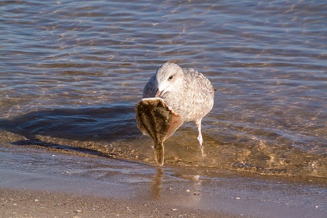 Free download Seagull Baltic Sea Prey -  free photo or picture to be edited with GIMP online image editor
