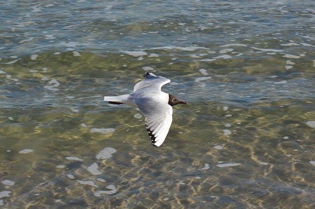 Free download Seagull Baltic Sea Water -  free photo or picture to be edited with GIMP online image editor