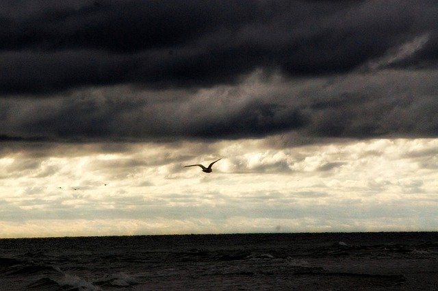 Free download Seagull Baltic Sea Wind -  free photo or picture to be edited with GIMP online image editor