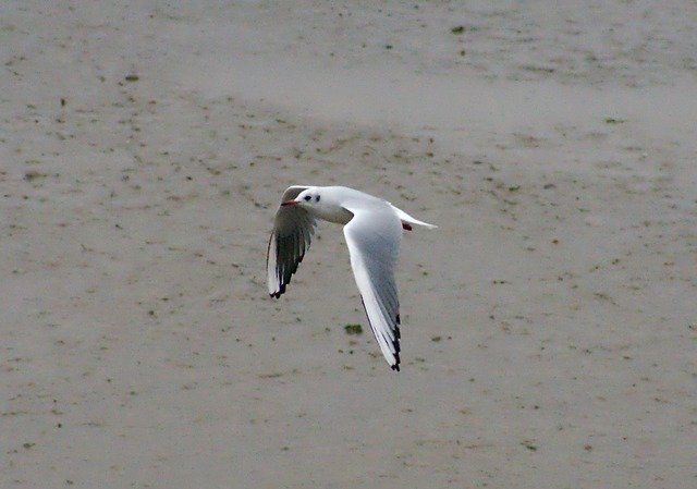 Free download Seagull Beach Coast -  free photo or picture to be edited with GIMP online image editor