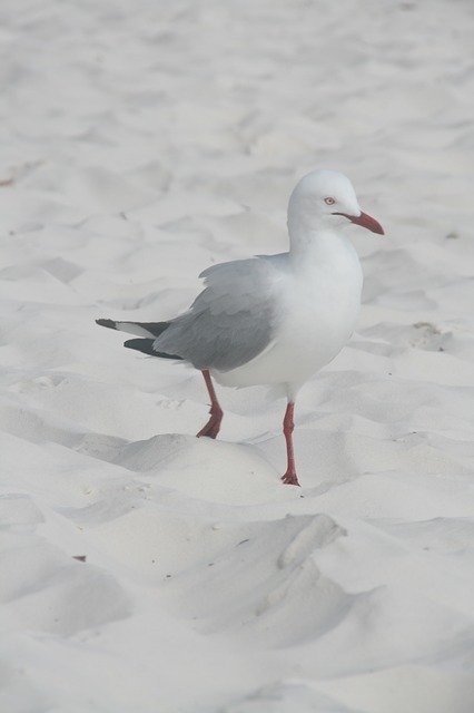 Free picture Seagull Beach Whitsundays -  to be edited by GIMP free image editor by OffiDocs