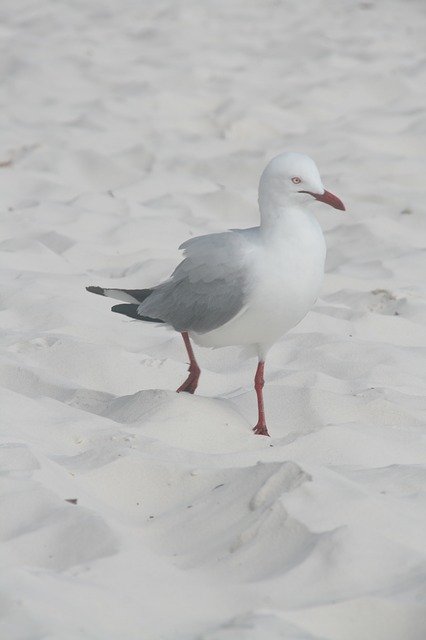 Безкоштовно завантажте Seagull Beach Whitsundays — безкоштовну фотографію чи зображення для редагування за допомогою онлайн-редактора зображень GIMP