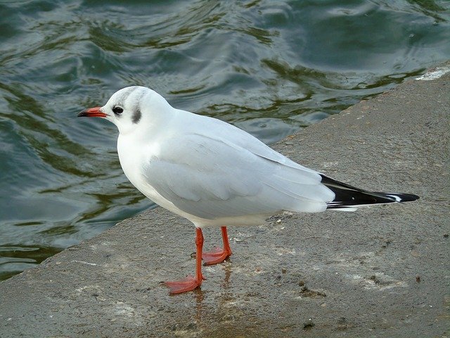 ดาวน์โหลดฟรี Seagull Bird - ภาพถ่ายหรือรูปภาพฟรีที่จะแก้ไขด้วยโปรแกรมแก้ไขรูปภาพออนไลน์ GIMP