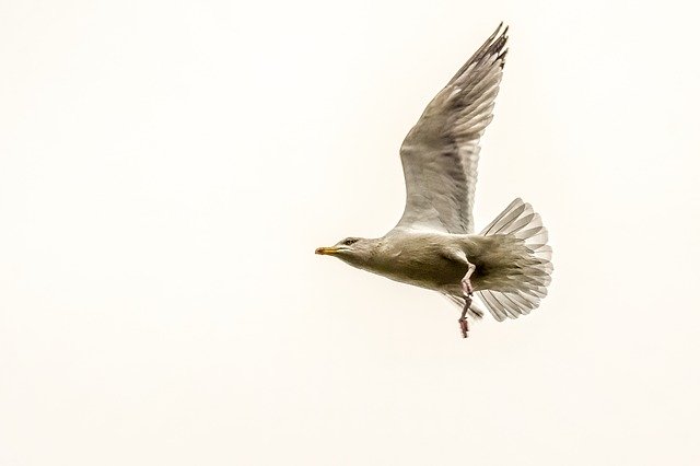 Template Photo Seagull Bird Animal for OffiDocs