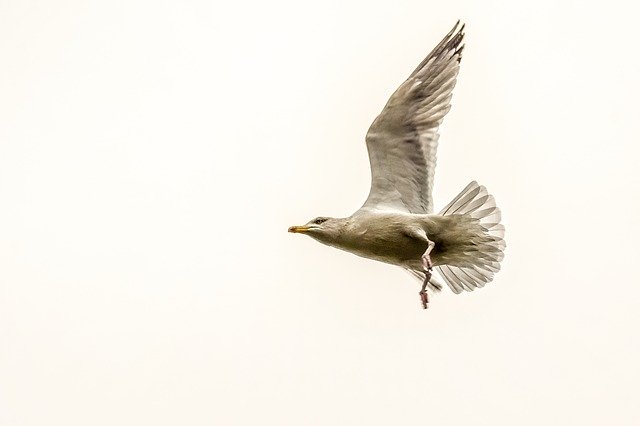 Descarga gratuita de la plantilla de fotografía gratuita Seagull Bird Animal para editar con el editor de imágenes en línea GIMP