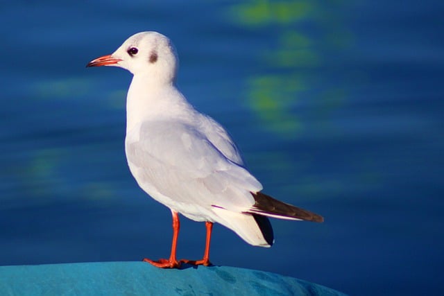 Free download seagull bird animal feathers free picture to be edited with GIMP free online image editor