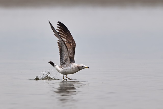 Free download seagull bird animal flight sea free picture to be edited with GIMP free online image editor
