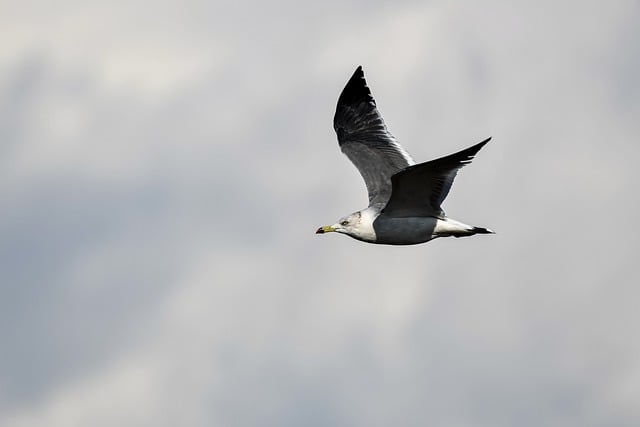 הורדה חינם של ציפור שחף חיה מעופפת כנפיים תמונה חינם לעריכה עם עורך תמונות מקוון בחינם של GIMP