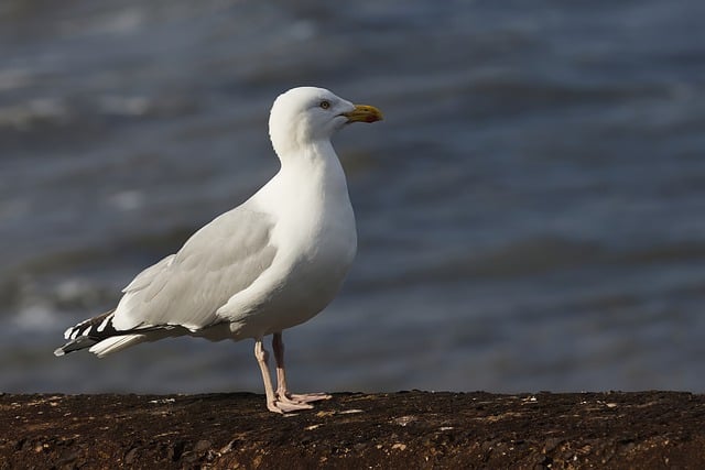 Free download seagull bird animal gull seabird free picture to be edited with GIMP free online image editor