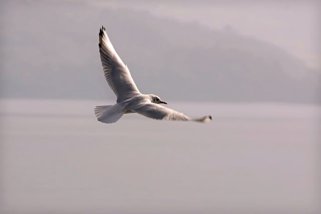 Free download seagull bird animal in flight fly free picture to be edited with GIMP free online image editor
