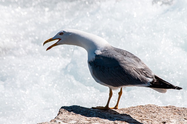 Free download seagull bird animal seabird free picture to be edited with GIMP free online image editor