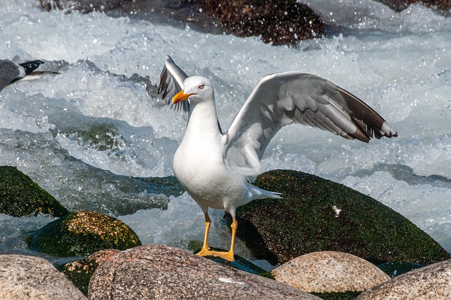 Free download seagull bird animal seabird wings free picture to be edited with GIMP free online image editor
