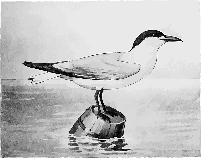 Free download Seagull Bird Barrel - Free vector graphic on Pixabay free illustration to be edited with GIMP free online image editor