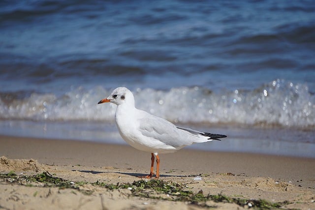 Free download seagull bird beach animal gull free picture to be edited with GIMP free online image editor