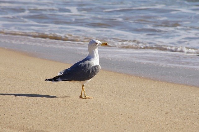 Free picture Seagull Bird Birds -  to be edited by GIMP free image editor by OffiDocs