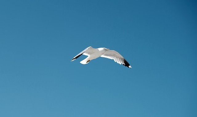 Download gratuito Seagull Bird Blue Sky - foto o immagine gratuita da modificare con l'editor di immagini online di GIMP