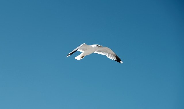 Free download Seagull Bird Blue Sky -  free photo or picture to be edited with GIMP online image editor