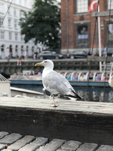 Free download seagull bird boat copenhagen free picture to be edited with GIMP free online image editor