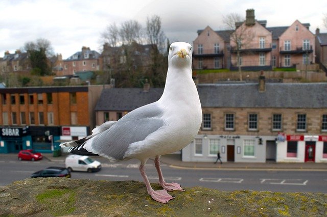 Download gratuito Seagull Bird Close - foto o immagine gratuita da modificare con l'editor di immagini online di GIMP