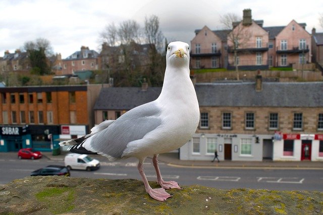 Free download Seagull Bird Close -  free photo or picture to be edited with GIMP online image editor