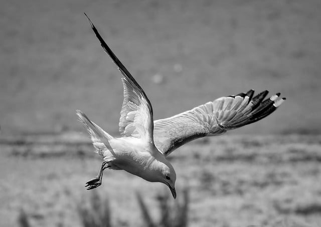 Baixe grátis gaivota pássaro voando gaivota imagem grátis para ser editada com o editor de imagens on-line gratuito GIMP