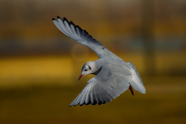 Free download seagull bird flying gull animal free picture to be edited with GIMP free online image editor