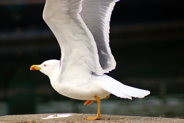 Free download seagull bird gull nature free picture to be edited with GIMP free online image editor