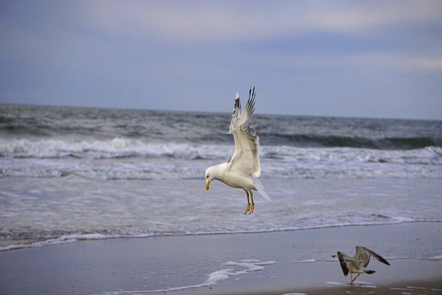 Free download seagull bird gull wings beach free picture to be edited with GIMP free online image editor