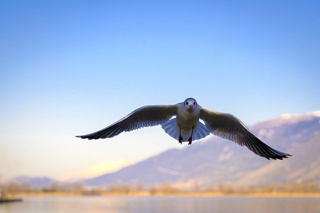Бесплатно скачать чайку птица я летающее животное бесплатное изображение для редактирования с помощью бесплатного онлайн-редактора изображений GIMP