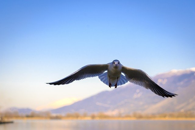 Free download seagull bird i m flying animal free picture to be edited with GIMP free online image editor